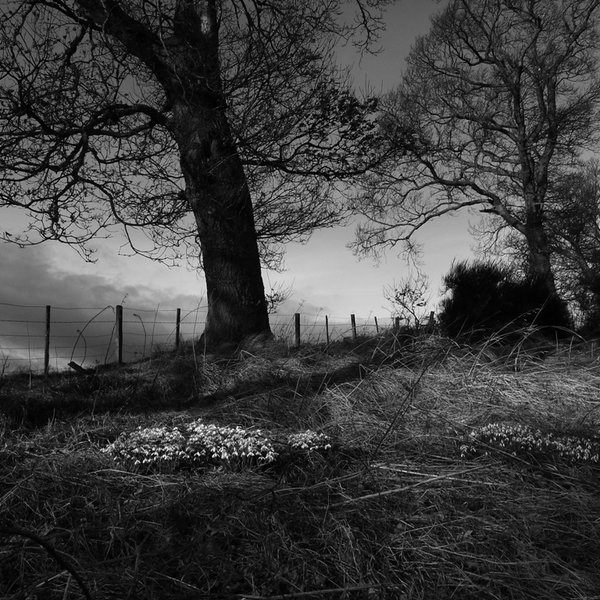 Snow drops.JPG