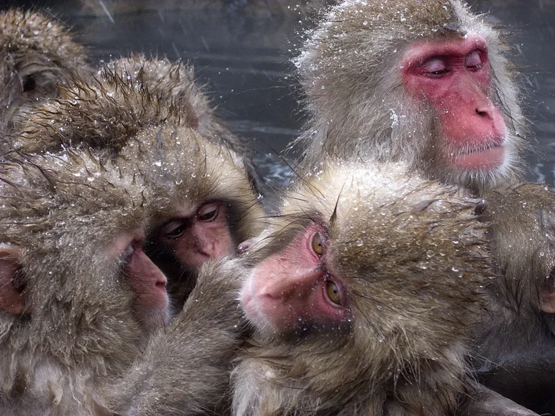 Snow_Monkeys_WPiper.webp