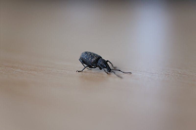 R0010010_small.jpg