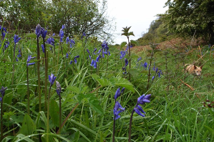 Bluebells.JPG