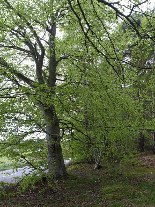 Beech again at x1.2.JPG