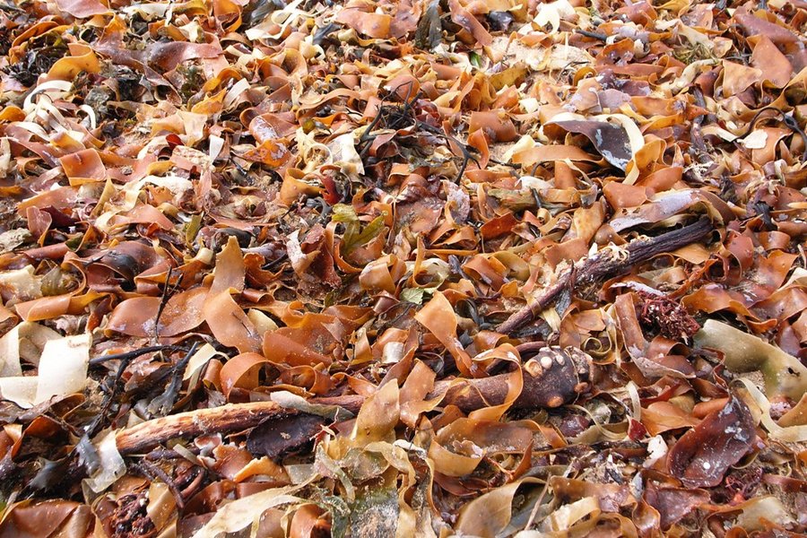 Seaweed Tagliatelle.JPG