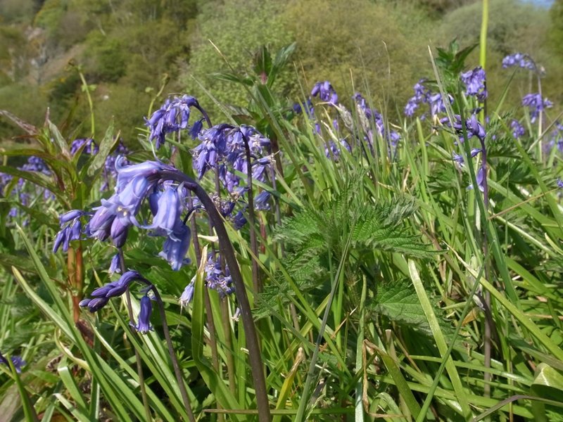 More bluebells.JPG