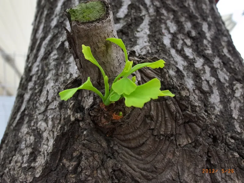 green.webp