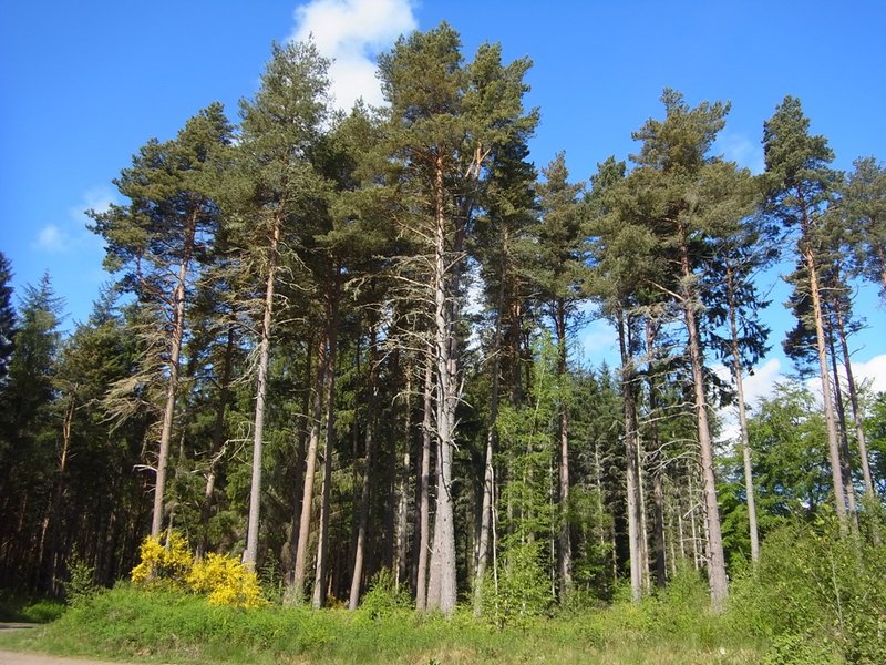Trees 2.JPG