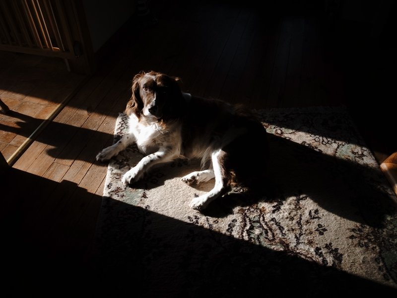shadows.JPG
