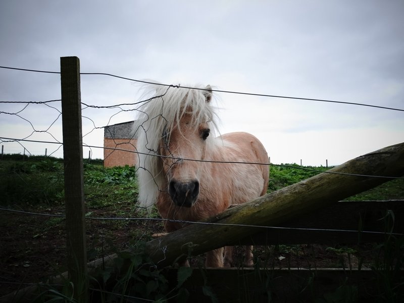 Large stallion.JPG