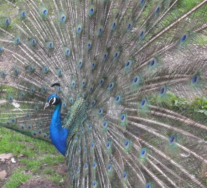 peacock.jpg