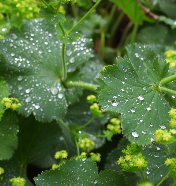 leaf-droplets.jpg