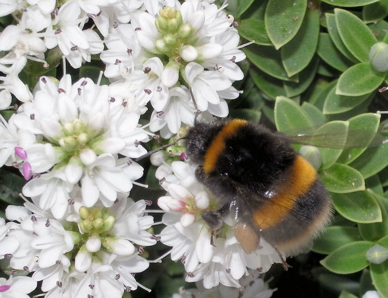 bumble-bee.JPG