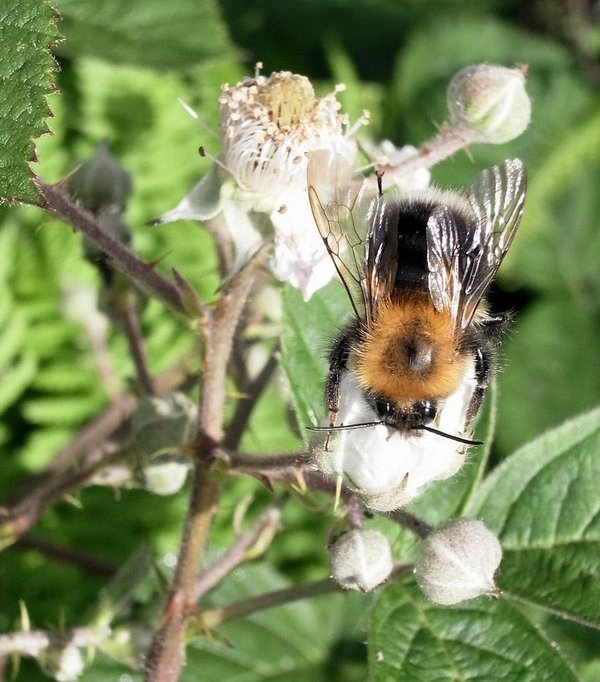 honey-bee.JPG