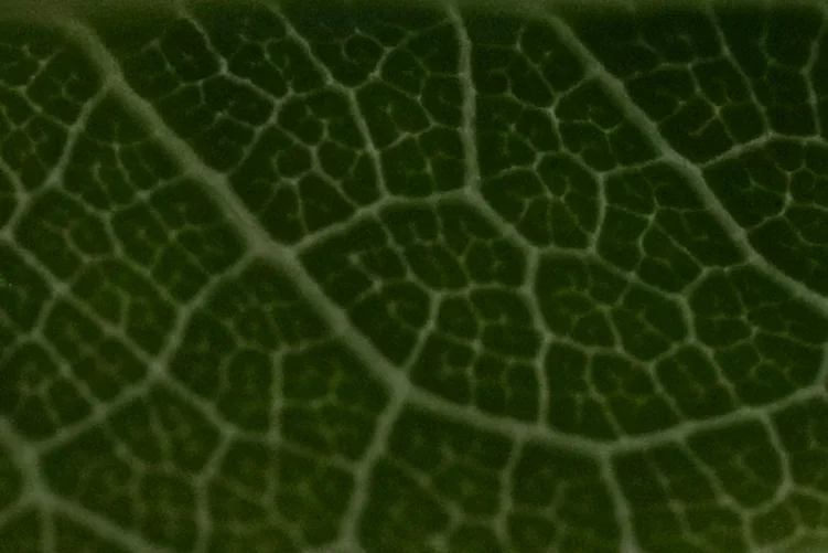 R0014534detail_5lighter.webp