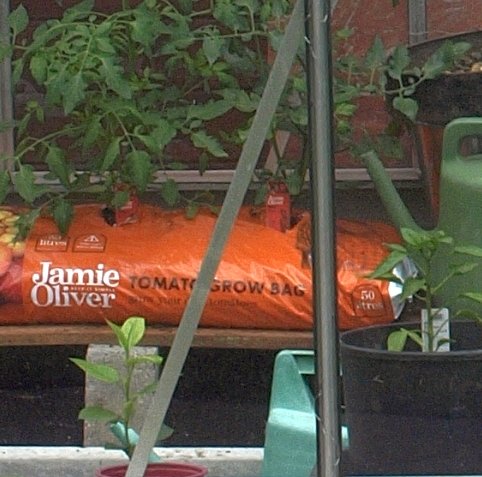 greenhouse-crop.jpg