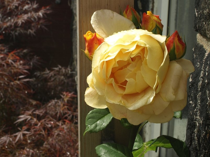 roses-acer.jpg