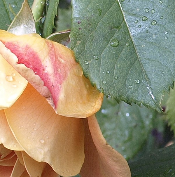 rose-crop.jpg