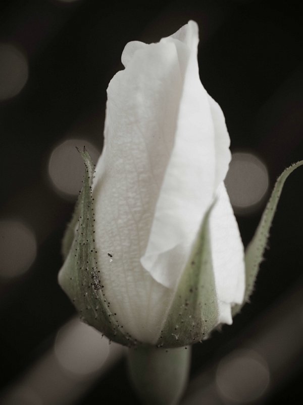 sized_R0022210.jpg
