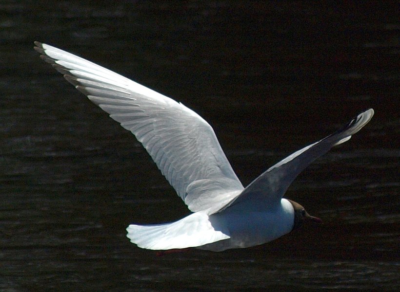 tern-hind-quarter.jpg