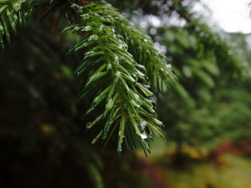Rain droplets.JPG
