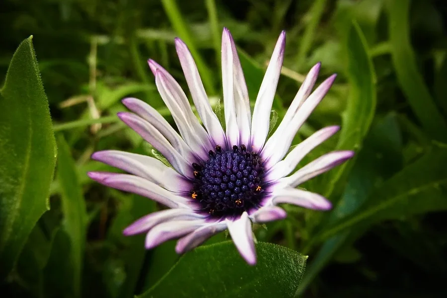 R0018396.webp