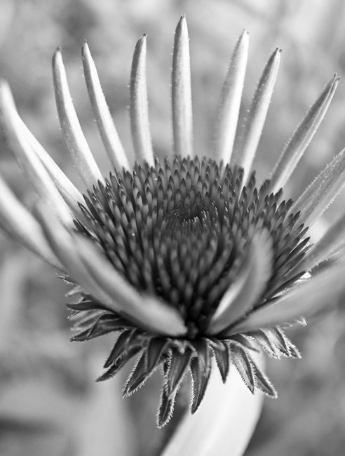 Echinacea_2_ps1.jpg