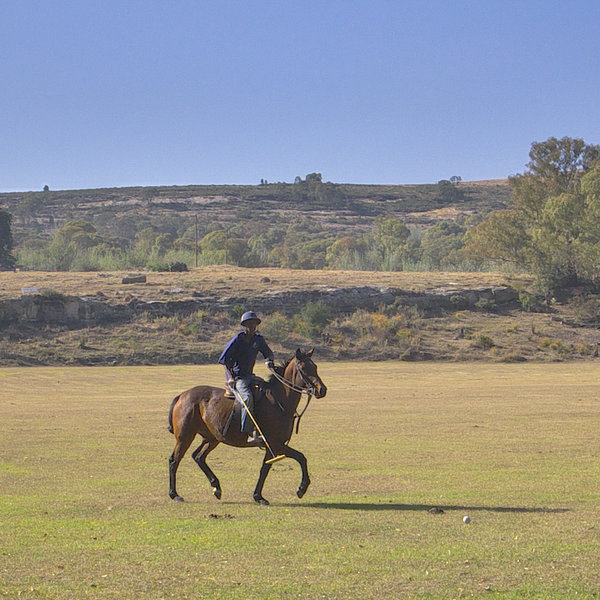 Polo-training the horse.jpg