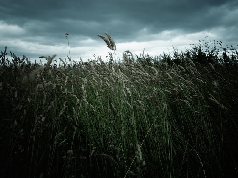 Wind in wild grass.JPG