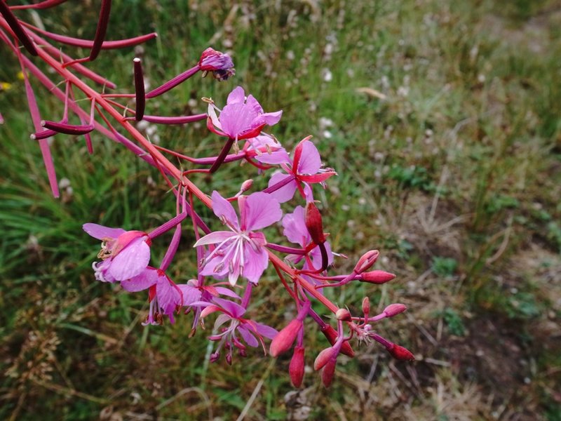 Rosebay Willow Herb.JPG
