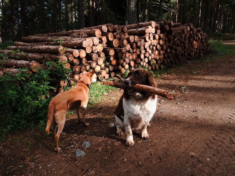 Dog walk.JPG