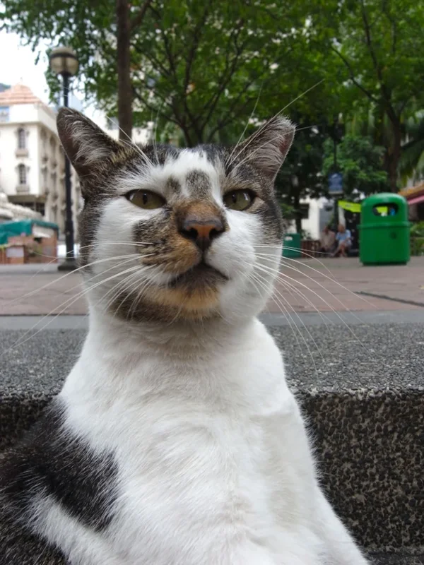 Whatcha lookin' at.webp