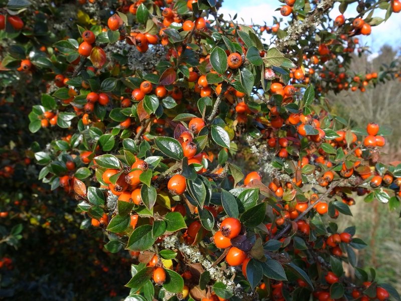 Autumn colours 4.JPG