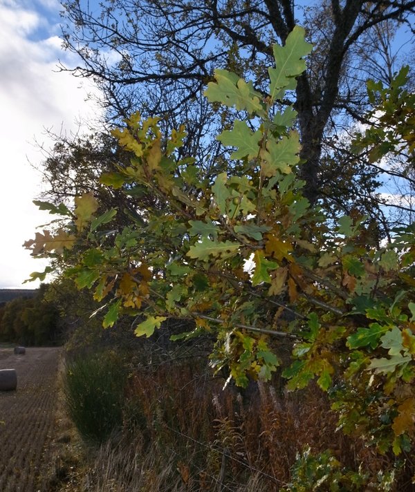 Autumn colours 2.JPG
