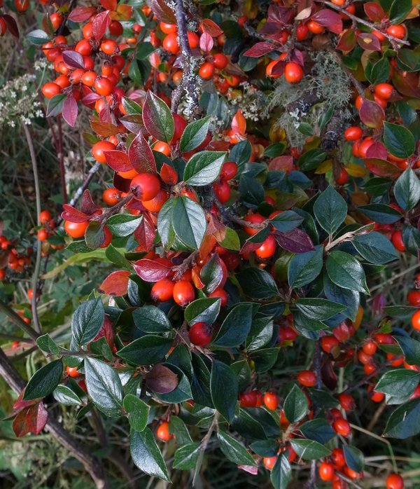 Autumn colours 1.JPG