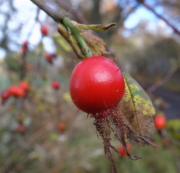 Rose hip.JPG