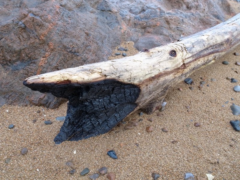 Sea Monster 1.JPG