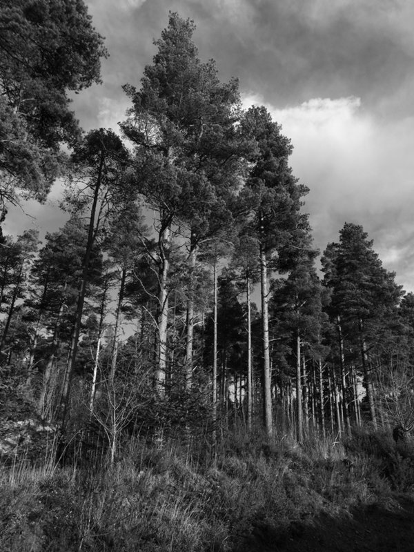Scots pines on a stormy day.JPG