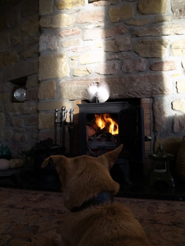 Maisy enjoys a warm fire.JPG