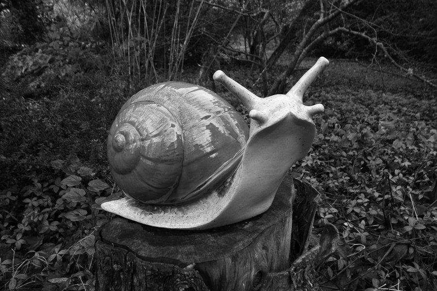 GRD snail 2.JPG