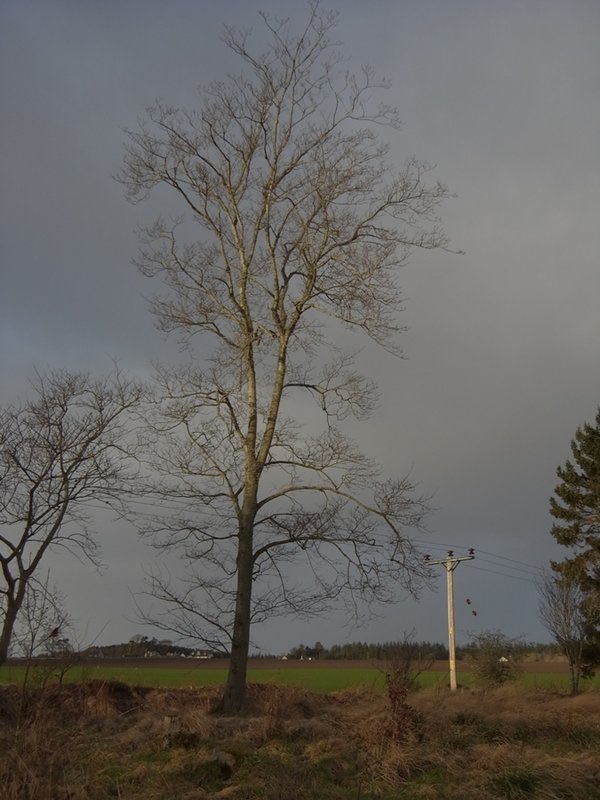 Tree 2.JPG