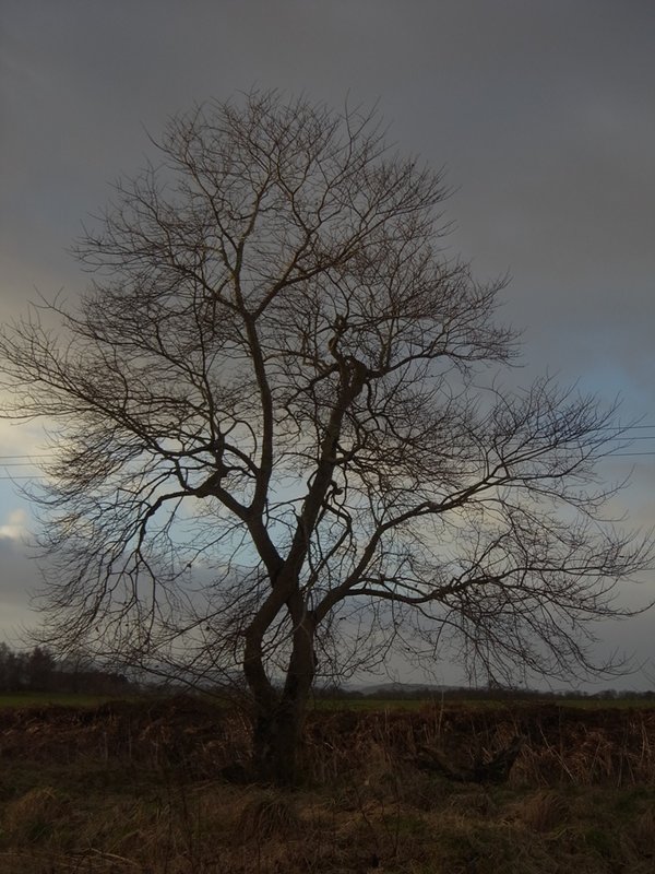 Tree 1.JPG