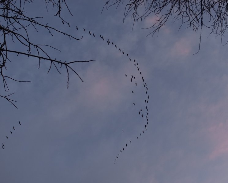 Geese.JPG