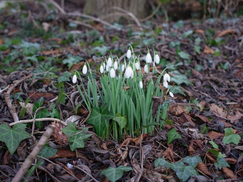 snow drops.JPG