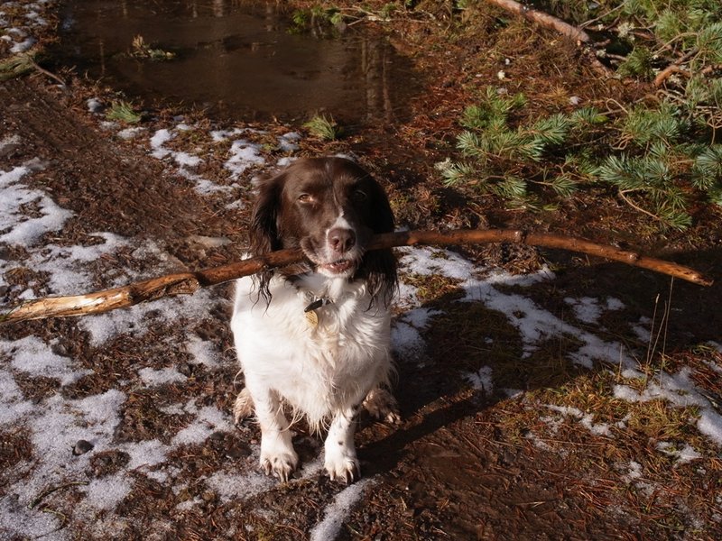 Mollie compressed.JPG