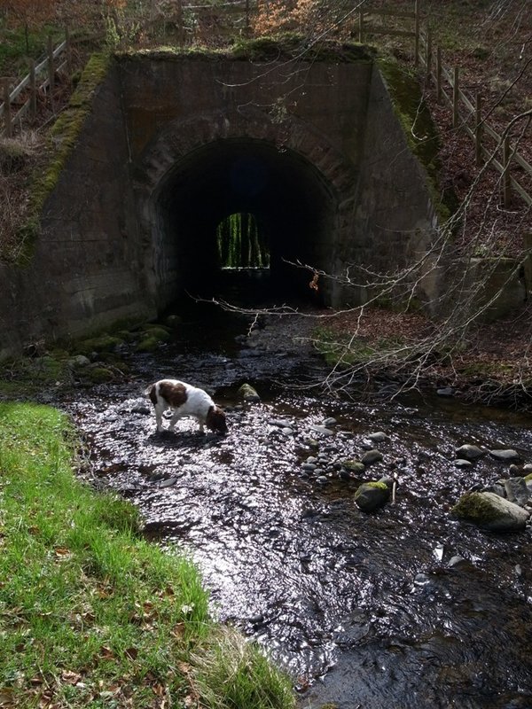 It's that tunnel again.JPG