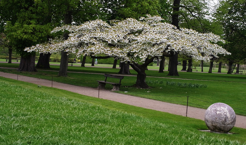 R0033248forumtree.jpg