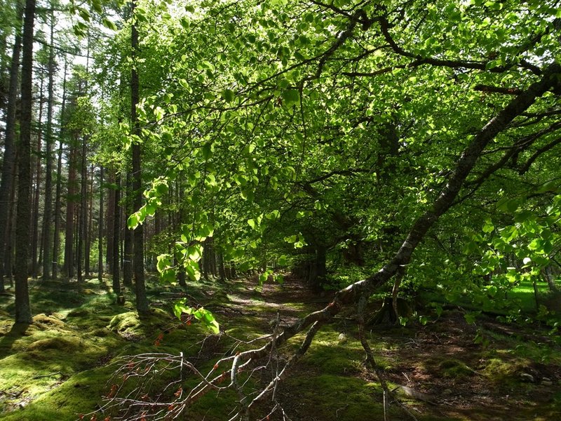 greening 2.JPG