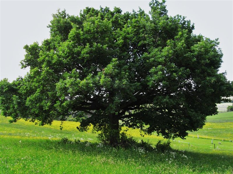 R0012926 (Medium).JPG