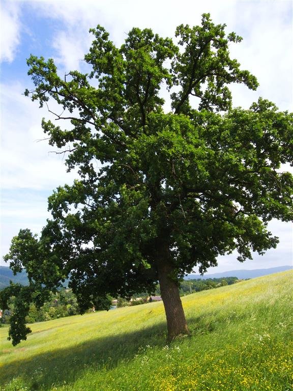 R0012930 (Medium).JPG