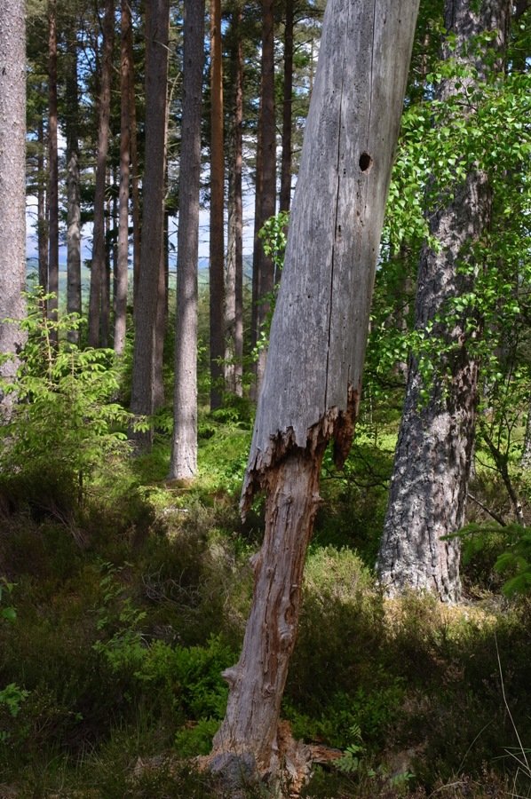 tree on the edge.JPG