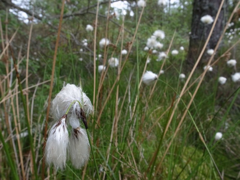 Cottongrass 3.JPG