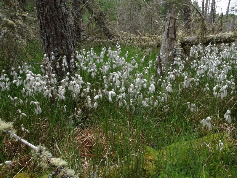 Cottongrass 1.JPG